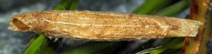 Coleophora nepetellae f 5