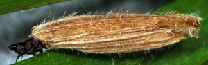 Coleophora nepetellae f 6