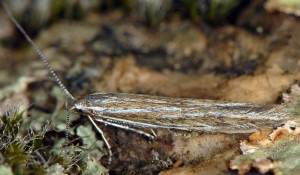 Coleophora nubivagella 4
