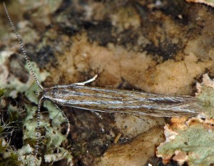 Coleophora nubivagella 5