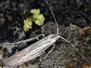 Coleophora obtectella 1