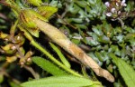 Coleophora ochrea