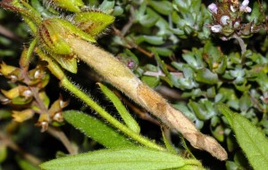 Coleophora ochrea f 1