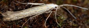 Coleophora ornatipennella 1