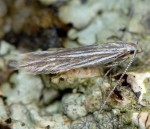 Coleophora pappiferella (I)