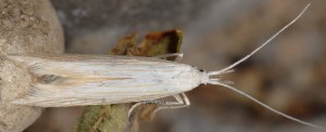 Coleophora paucinotella 2