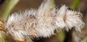 Coleophora pennella f 2