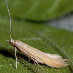 Coleophora perplexella (I, F)