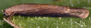 Coleophora perplexella f 1
