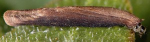 Coleophora perplexella f 3