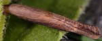 Coleophora perplexella