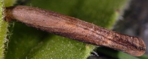 Coleophora perplexella f 4