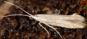 Coleophora pratella 2
