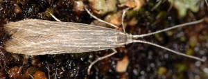Coleophora pratella 3