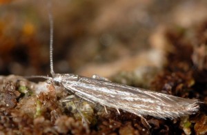 Coleophora ptarmicia 2