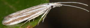 Coleophora pulchripennella 4