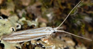 Coleophora pulchripennella 6