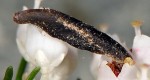 Coleophora pulchripennella