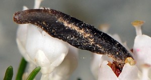 Coleophora pulchripennella f 1