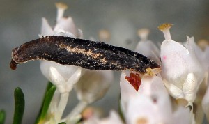 Coleophora pulchripennella f 2