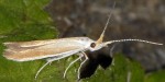 Coleophora ravillella (I)