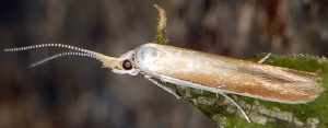Coleophora ravillella 4