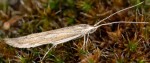 Coleophora retrodentella (I)