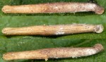 Coleophora ribasella