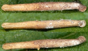 Coleophora ribasella f