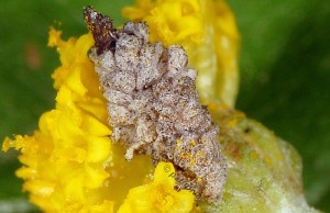 Coleophora santolinella f