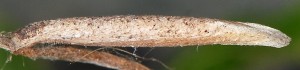 Coleophora settarii f 1