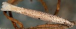Coleophora settarii (F)