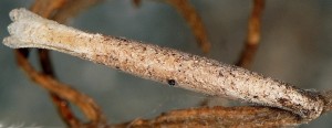Coleophora settarii f 2