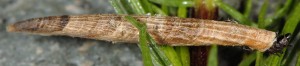 Coleophora solenella f 1