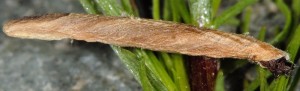 Coleophora solenella f 2
