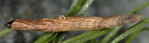 Coleophora solenella f 3