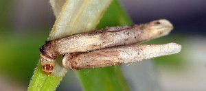 Coleophora solitariella f 1