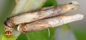 Coleophora solitariella f 2