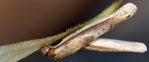 Coleophora solitariella f 3