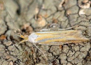 Coleophora spumosella 2