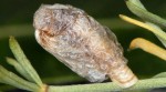 Coleophora spumosella