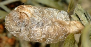 Coleophora spumosella f 2