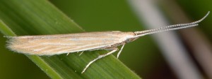 Coleophora taeniipennella 3