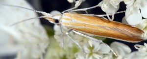 Coleophora telonica 2