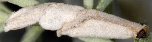 Coleophora telonica f 2