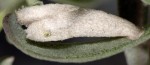 Coleophora telonica