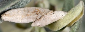 Coleophora telonica f 4