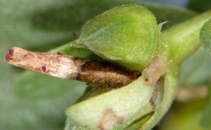 Coleophora texanella f 1