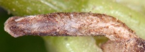 Coleophora texanella f 2