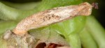 Coleophora texanella